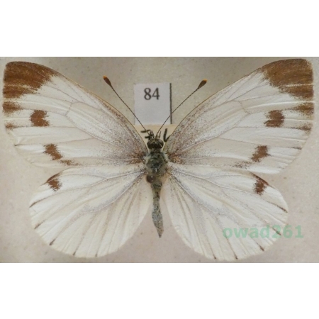 Pieris bryoniae (Hübner, 1806) female Bielinek bryonie Czech84